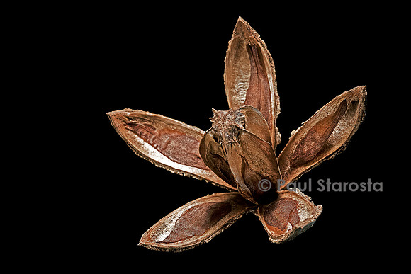 Cedrela odorata (acajou amer, kalantas) - fruit