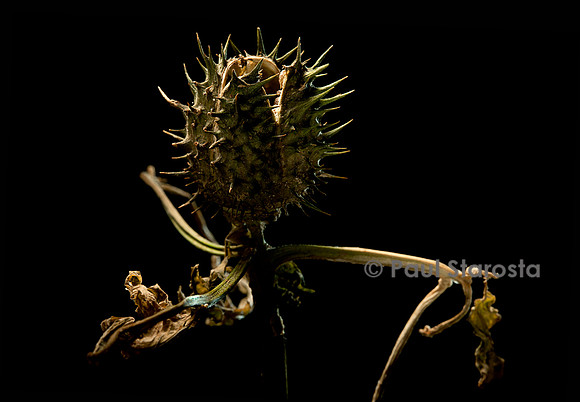 Datura stramonium (stramoine, herbe à taupe) - fruit