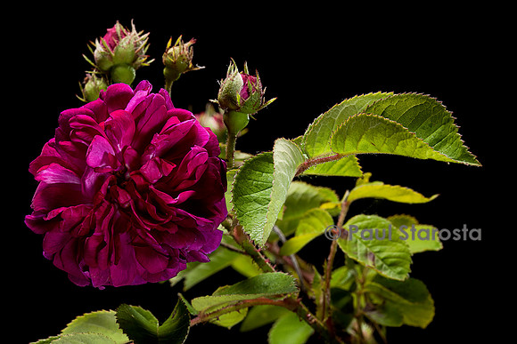 Rosa gallica 'Heterophylla'