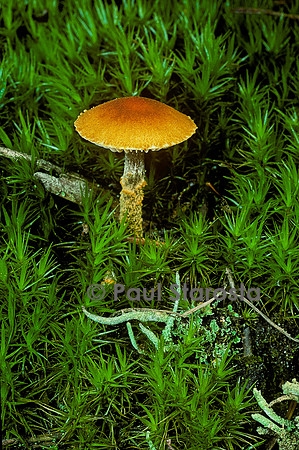 Cystoderma amianthinum (cystoderme furfuracé)
