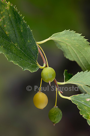 Celtis australis (micocoulier de Provence, micocoulier du Midi) - fruits