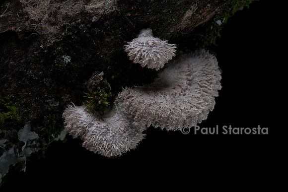 Schizophyllum commune (schizophylle commun)