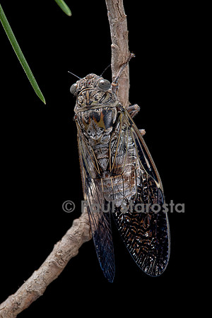 Cicada orni (cigale grise, cigale de l’orne)