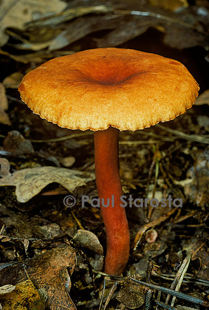 Lactarius mitissimus (lactaire très doux)