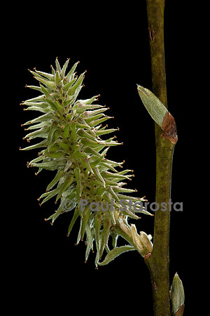 Salix caprea (saule marsault) - chaton femelle