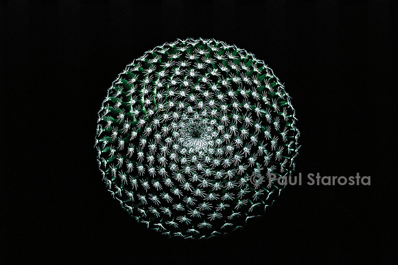 Mammillaria perbella