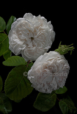 Rosa gallica ‘Comtesse de Lacépède’