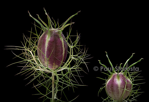 Nigella damascena (nigelle de Damas, Barbe-de-capucin) - fruit