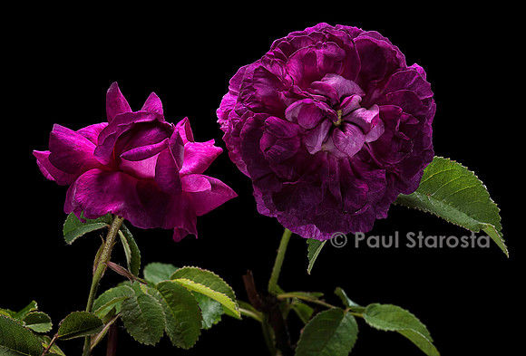 Rosa gallica ‘Marie Tudor’