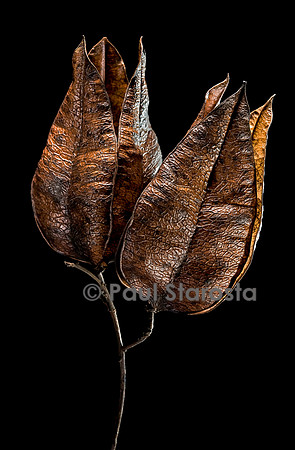 Koelreuteria paniculata (savonnier de Chine, bois de Panama) - fruits