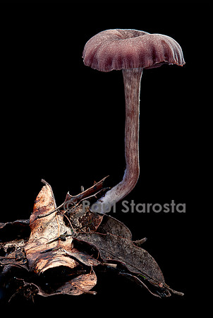 Laccaria amethystina (laccaire améthyste)