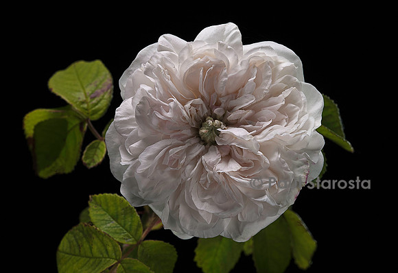 Rosa X damascena ‘Madame Hardy’