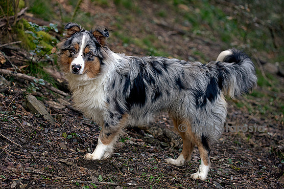 Canis lupus familiaris (chien Berger australien) - bleu merle