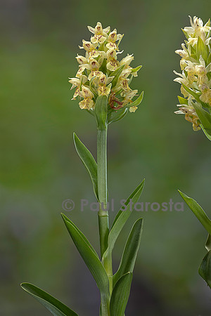 Dactylorhiza sambucina (orchis sureau, orchis à larges feuilles, orchis à odeur de sureau)