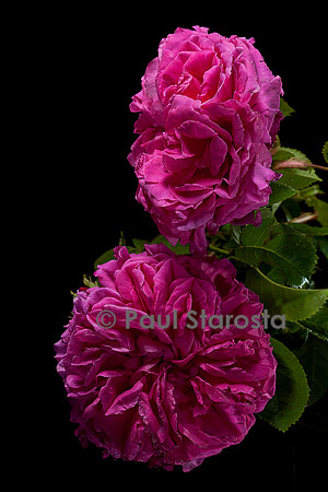 Rosa X centifolia ‘Paul Ricault’