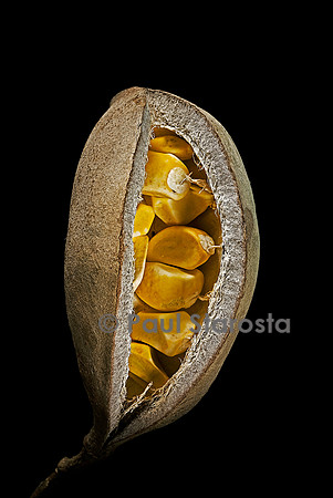 Sterculia oblonga  (eyong) - fruit