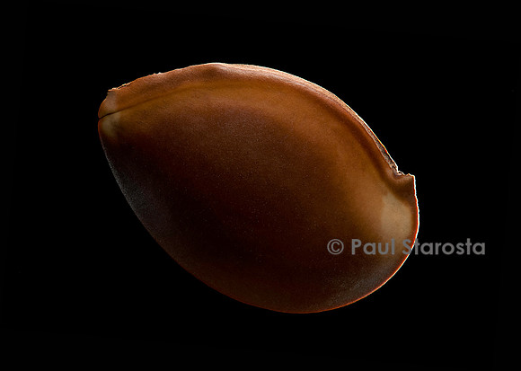 Omphalocarpum elatum (sein de jeune fille)