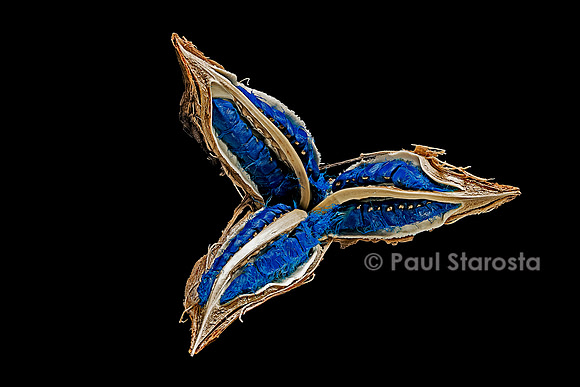 Ravenala madagascariensis (arbre du voyageur) - fruit