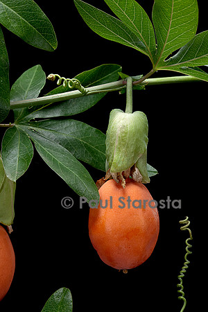 Passiflora caerulea (fleur de la Passion, passiflore bleue, grenadille) - fruit