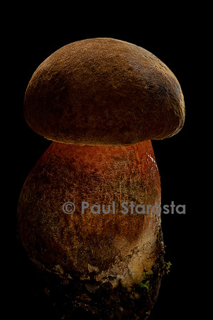 Boletus erythropus (bolet à pied rouge)