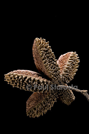 Flindersia australis (crows ash) - fruit