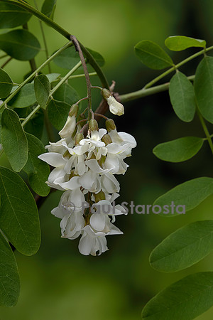 Robinia pseudoacacia (acacia, robinier, robinier, robinier faux-acacia)
