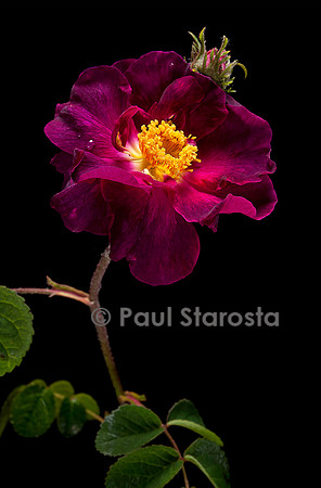Rosa gallica ‘Violacea’