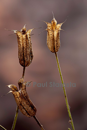 Aquilegia vulgaris (ancolie cmmune, aiglantine, cinq-doigts, colombine, bonne-femme) - fruit