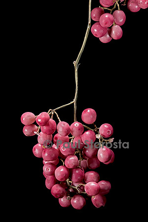 Schinus molle (poivre rose, faux poivrier commun) - infrutescence