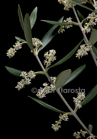 Olea europaea (olivier) - fleurs