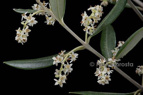 Olea europaea (olivier) - fleurs
