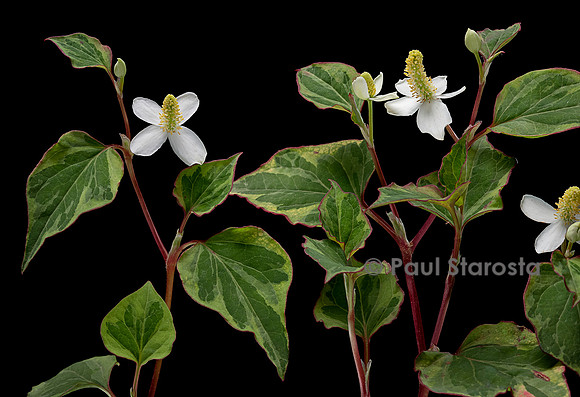 Houttuynia cordata 'Chameleon' (poivre de Chine, herbe à poivre)