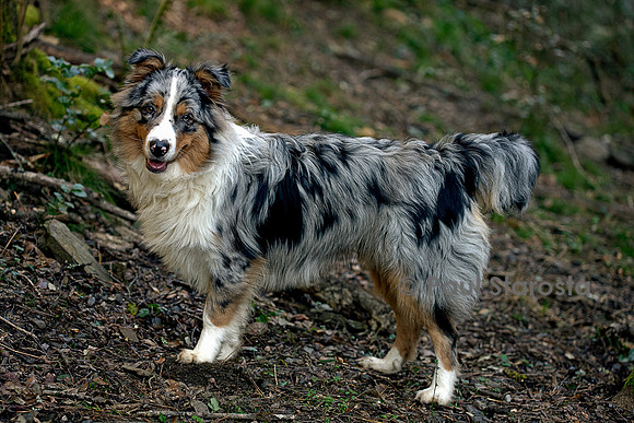 Canis lupus familiaris (chien Berger australien) - bleu merle