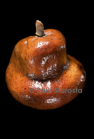 Hyphaene coriacea (palmier doum, palmier pain d'épice)