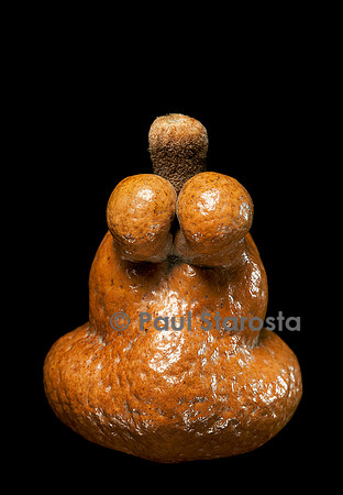 Hyphaene coriacea (palmier doum, palmier pain d'épice)