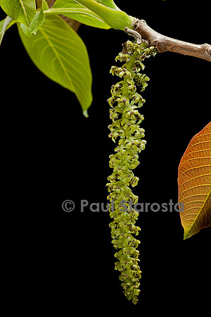 Juglans regia (noyer) - chaton ou fleurs mâles