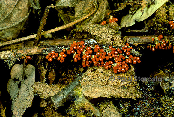 Leocarpus fragilis (lycoperdon fragile)