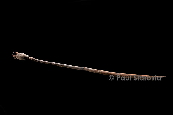 Rhizophora mucronata (palétuvier rouge) - fruit